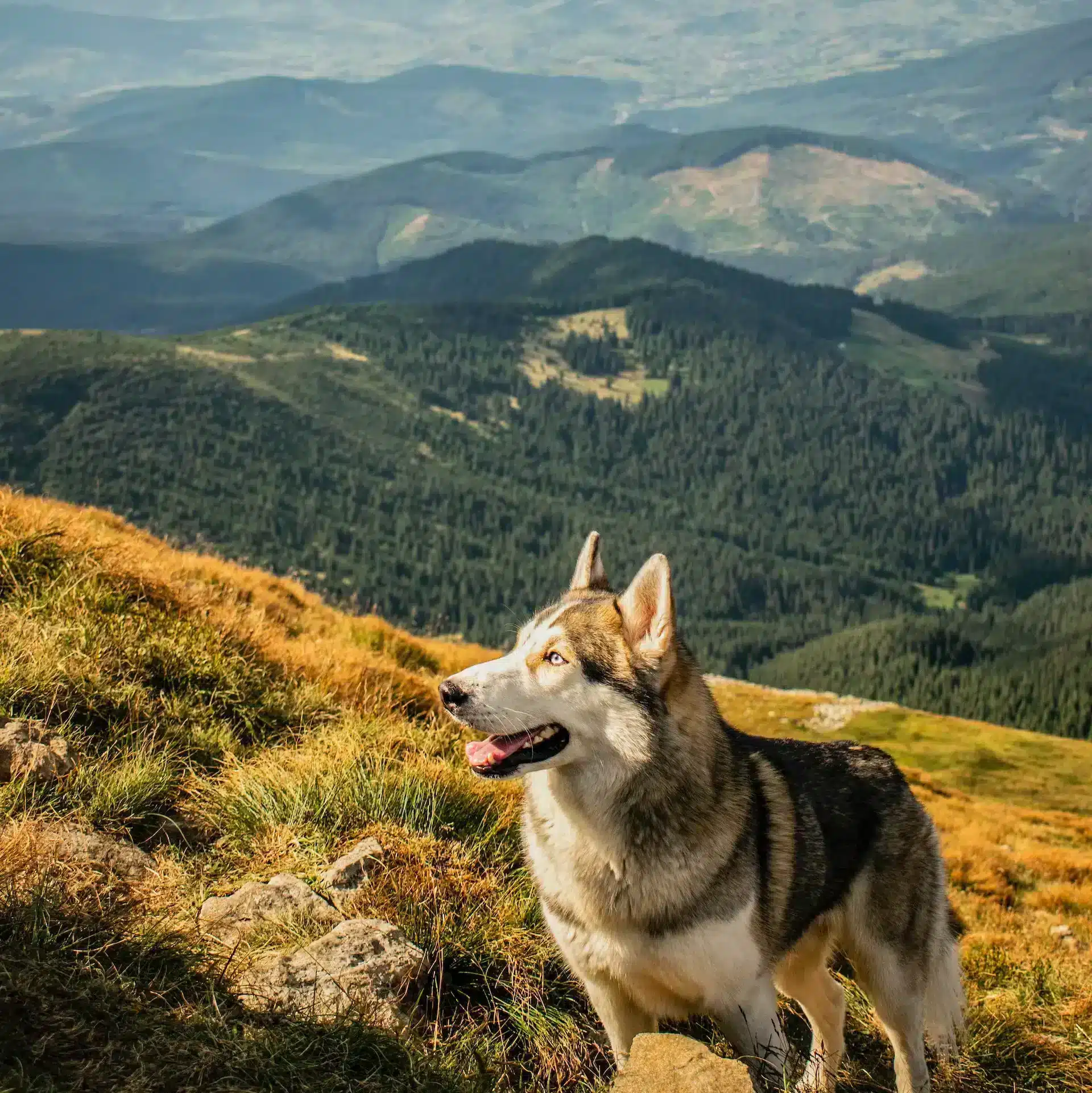 Cani-randonnée avec nouveau prestataire au camping les genets