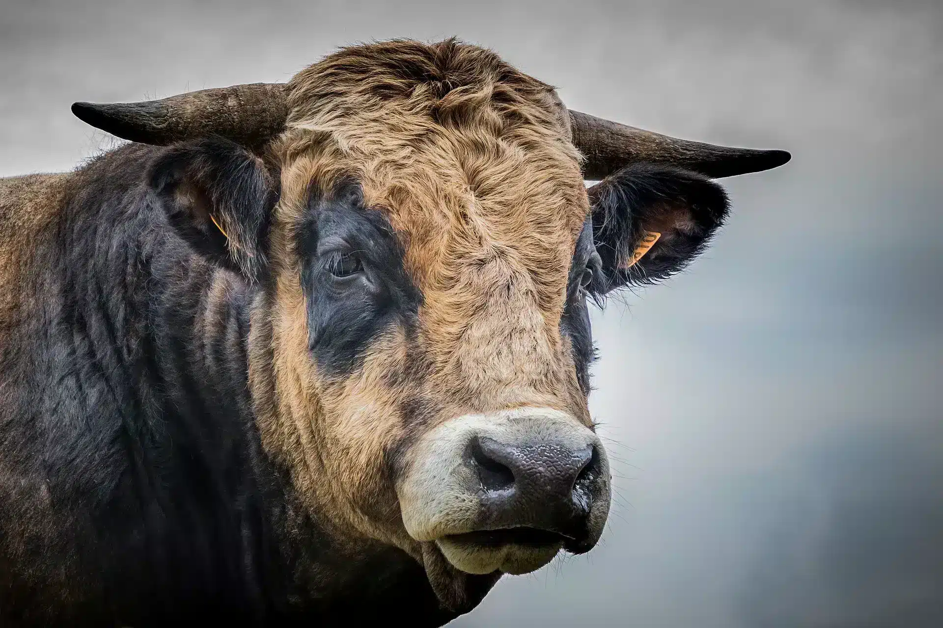 Aubrac-Kühe in der Nähe des Campingplatzes les genets