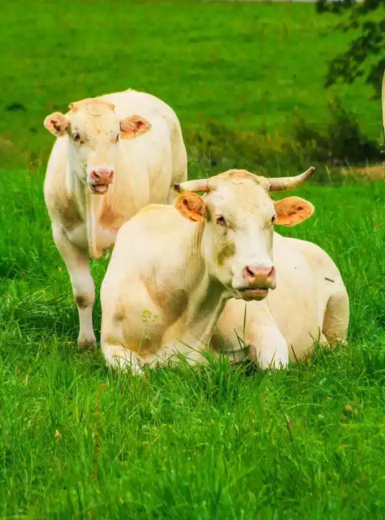 Cows in Aubrac