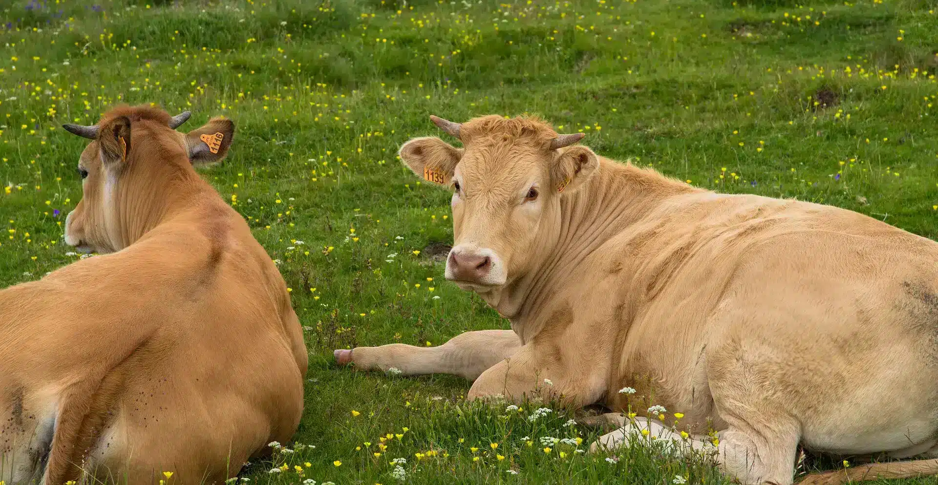 Aubrac koeien in Aveyron